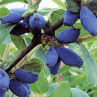 blu9